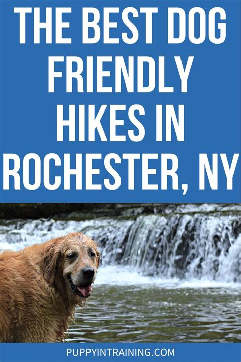 The Best Dog Friendly Hikes In Rochester Ny Artofit