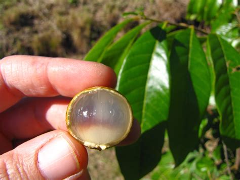 Maybe you would like to learn more about one of these? Daleys Fruit Tree Blog: Buy Grafted Longan Fruit Trees ...