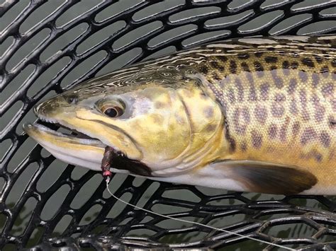 A Niche Market Albertans Now Able To Purchase Elusive Tiger Trout
