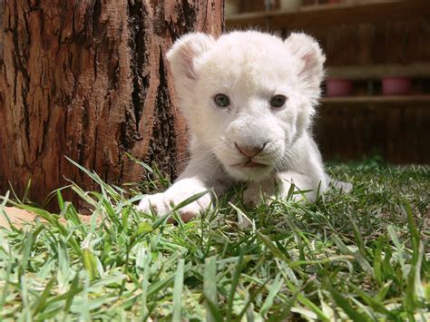 White Lion Cub Free Stock Photo Public Domain Pictures