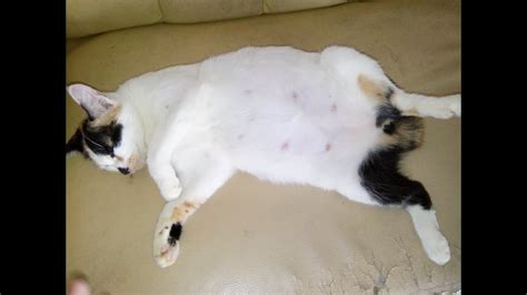 ⏩ simak nih selengkapnya di artikel berikut ini. kucing TERBESAR DUNIA - YouTube