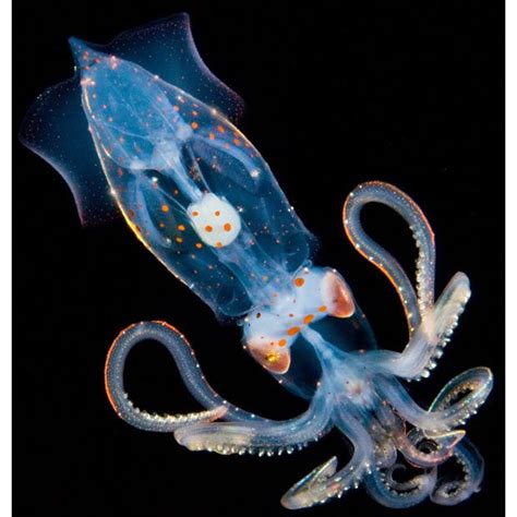 Environment Deep Sea Creatures Underwater Creatures