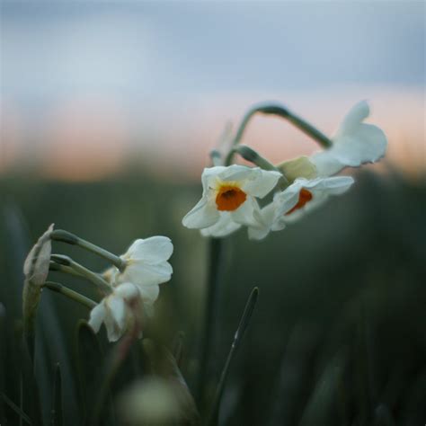 Narcissus Geranium Floret Flower Farm