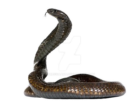 Cobra Snake On A Transparent Background By Prussiaart On Deviantart