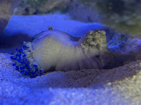 Is My Sebae Anemone Dying Reef Reef Saltwater And Reef Aquarium Forum