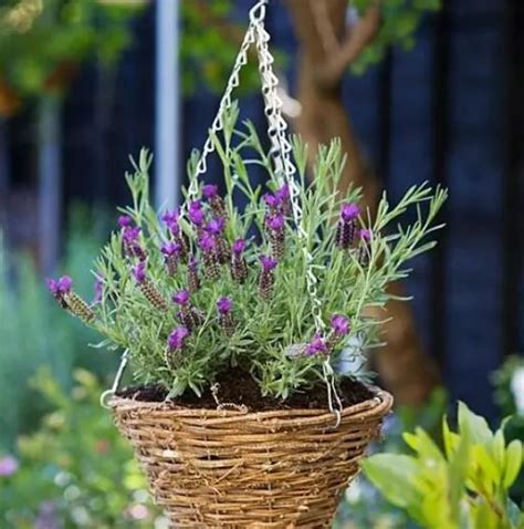 8 Best Herbs For Hanging Baskets
