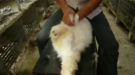 Angora Sales Halted Over Rabbit Cruelty Video Business News Sky News