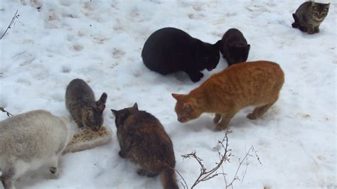 Colony Of Cats With Kittens Eating Food On The Snow Youtube