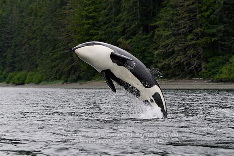 One Orca Or Killer Whale Breaching Marine Photography By Brandon Cole
