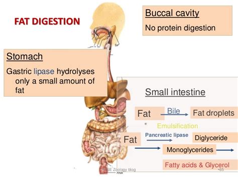 Functions Of The Gastrointestinal System