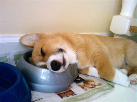 Precious puppy is so sleepy. 6 Problems Only Corgi Owners Will Understand