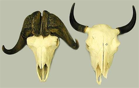 Musk Ox And Bison Skulls