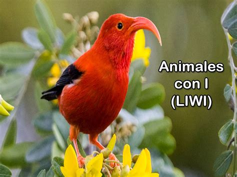 Animales Que Empiezan Con La Letra I ←【 Conócelos A Todos