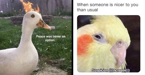 Bird Memes For Fans Of Our Feathered Friends Memebase Funny Memes