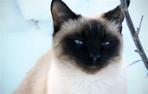 Wallpaper Winter Cat Look Snow Siamese Images For Desktop Section