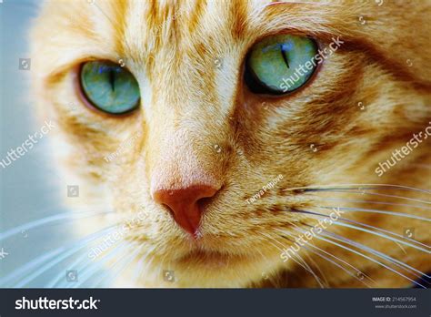 Orange Cat With Green Blue Eyes Stock Photo 214567954