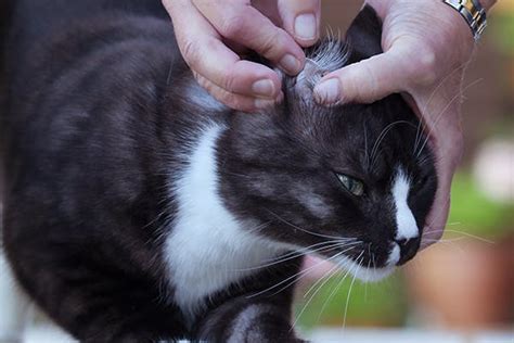 Ticks And Tick Control In Cats Symptoms Causes Diagnosis Treatment