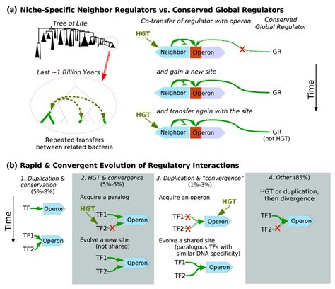 Horizontal Gene Transfer And The Evolution Of Transcriptional