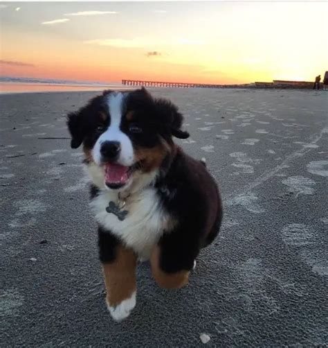 14 Special Tips For Taking Care Of Bernese Mountain Dogs The Paws