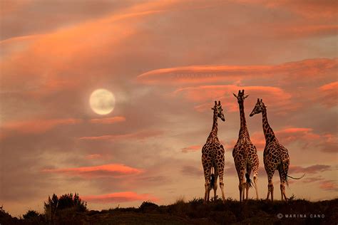 Stunning Photographs Of Wild Animals By Marina Cano