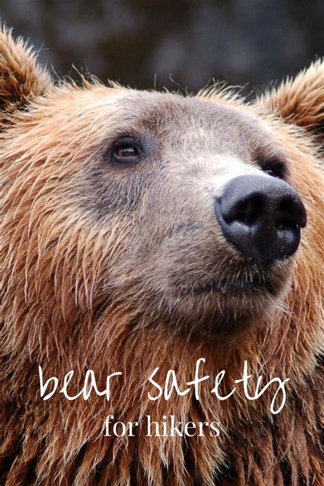 Stay Safe On The Trail With These Bear Safety Tips These Safety Tips