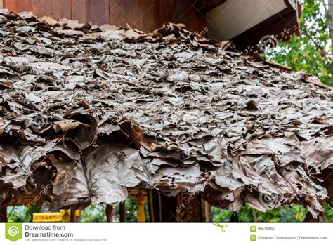 Roof Made Of Dried Leaves Northern Thailand Art Teak Leaves Stock