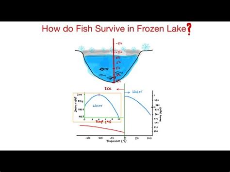 How do Fish Survive in Frozen Lake? # Lecture 14 - YouTube