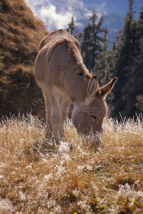 Donkey Grazing Stock Image Image Of Romania Autumn