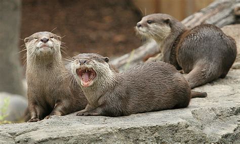Clawed Otters Asian Small Clawed Otters Play In Their Habi Flickr