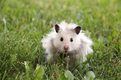 Can I Take My Hamster Outside Welfare Advice