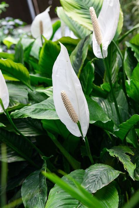 Le 5 varietà più belle e semplici da coltivare! Spatifillo: la cura della pianta dai fiori bianchi simili alla calla - Magazine delle donne