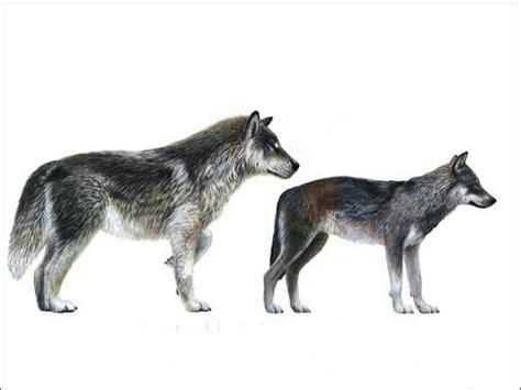 Canis Dirusdire Wolf And Canis Lupus Extinct Animals Prehistoric