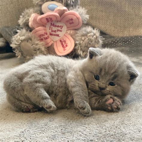 Chunky Blue British Shorthair Kittens For Sale Ukpets