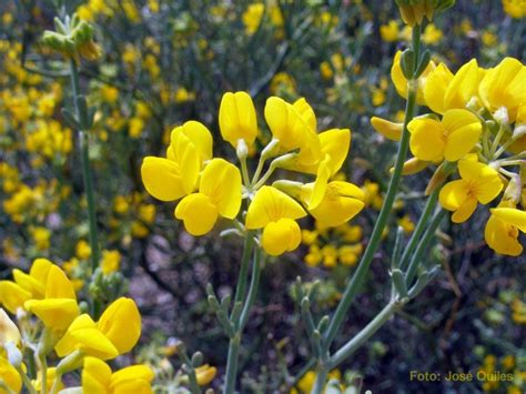 Coronilla Juncea