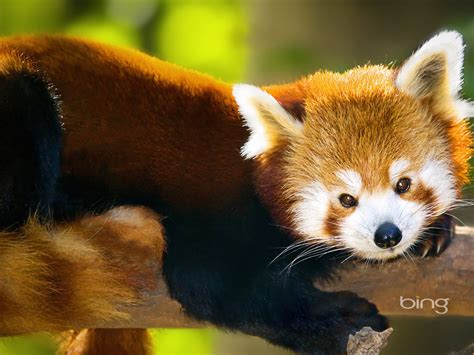 50 Bing Wallpaper Cute Animal Wallpapersafari
