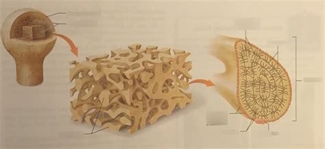 Ap1 Lac Exam 2 Structure Of Spongy Bone Book Diagram Quizlet