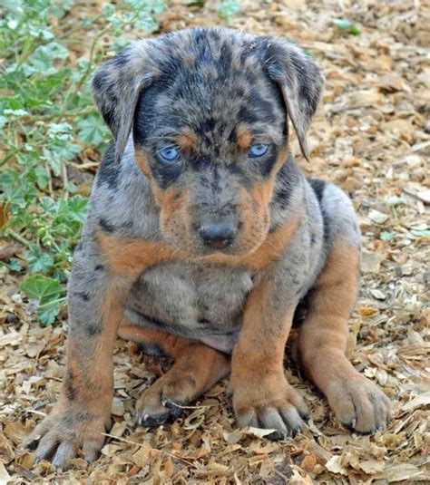 Blue Leopard Catahoula Puppies For Sale Petsidi