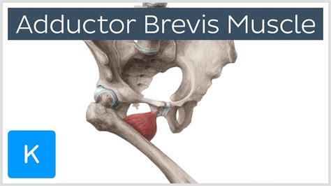Adductor Brevis Muscle Origins And Function Human Anatomy Kenhub
