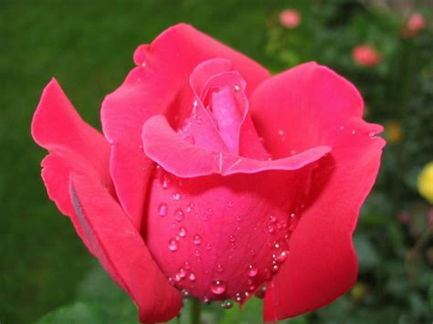 February 17, 2021april 1, 2020 by admin. Free Hd Pink Rose Wallpapers