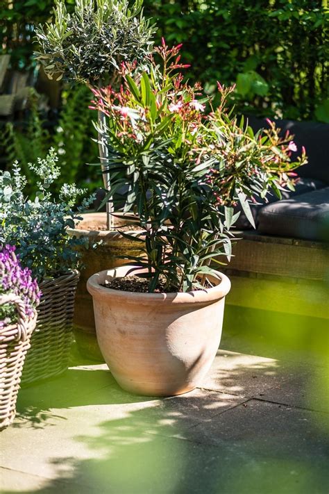Die auswahl von pflanzen ist sicherlich der wichtigste und schönste teil der gestaltung eines mediterranen gartens. Mediterrane Pflanzen für die Terrasse | Mediterrane ...