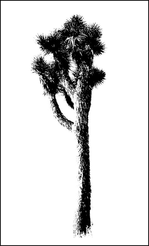 Joshua Tree Clipart 20 Free Cliparts Download Images On Clipground 2023