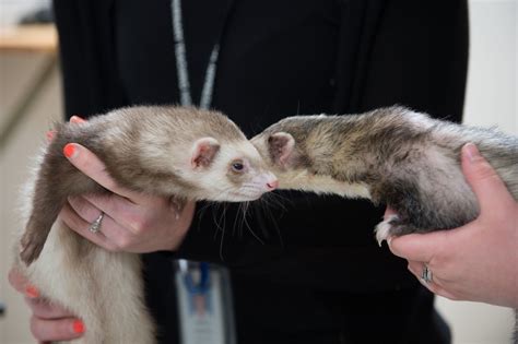 Are you wondering if ferrets make good pets? Pet Health: Snakes, spiders or ferrets? Choose the right ...