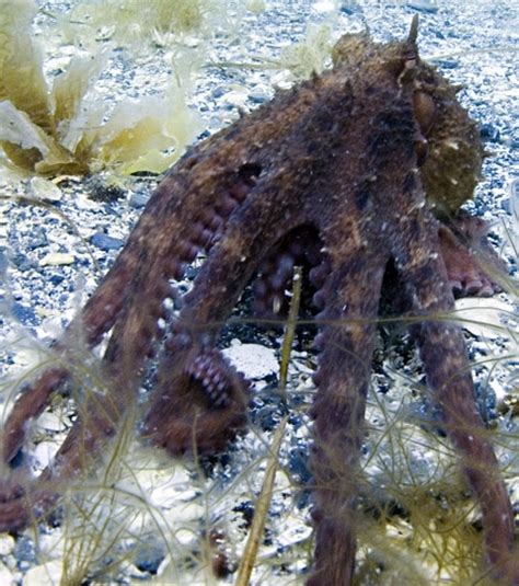 On s'en sert pour combattre le mal. Photo : Les pieuvres préfèrent se déplacer dans le varech ...