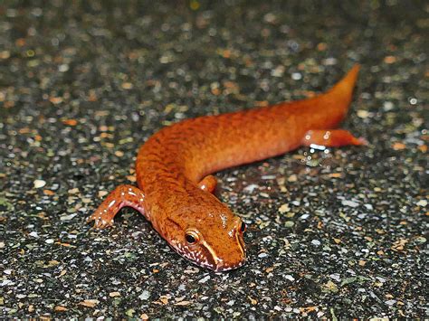 P1240204 Carolina Spring Salamander Gyrinophilus Porphyri Flickr