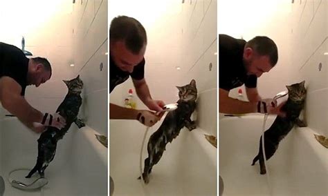 Video Shows How Cat Loves Nothing More Than Her Weekly Shower Daily Mail Online