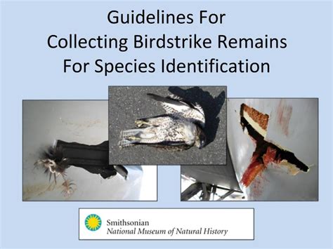 Ppt Guidelines For Collecting Birdstrike Remains For Species