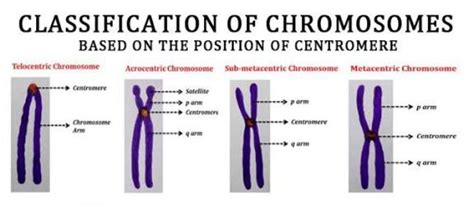 Types Of Chromosomes