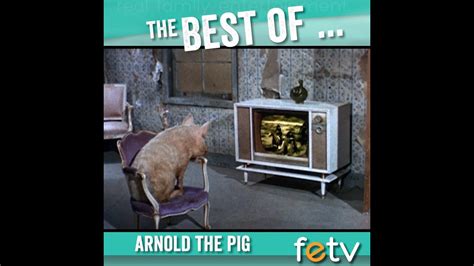 The Best Of Arnold The Pig Green Acres Youtube