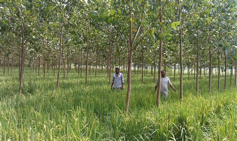 कृषि वन उद्यमको नमुना A Model Of Agroforestry In Nepal Regmi073s Blog