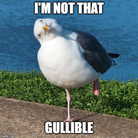 Sundays With Seagulls Top 10 Seagull Memes Rebecca Cantrell New